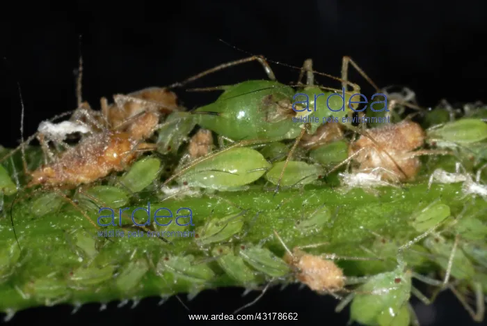 : Potato Aphid on Cleavers : Potato Aphid on Cleavers