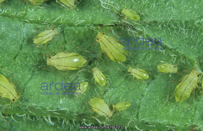 : Potato aphids : Potato aphids