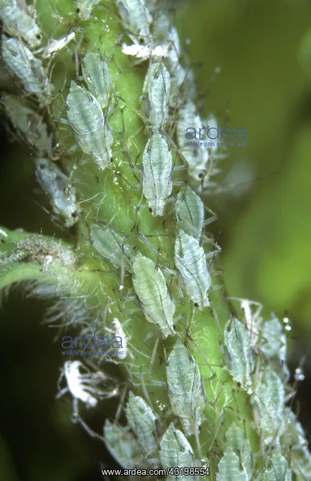 : Potato aphids : Potato aphids