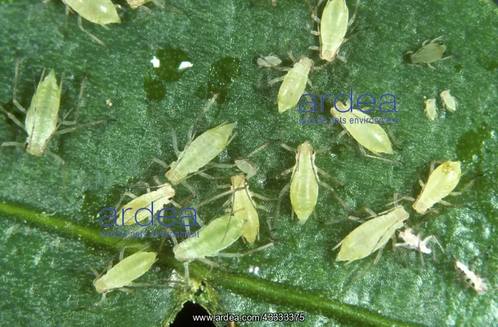 : Potato aphids : Potato aphids
