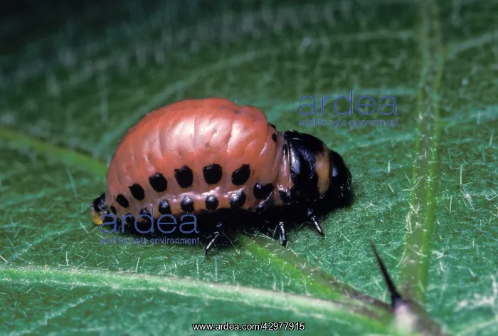 : Potato beetle - Larva on potatoes leaves : Potato beetle - Larva on potatoes leaves