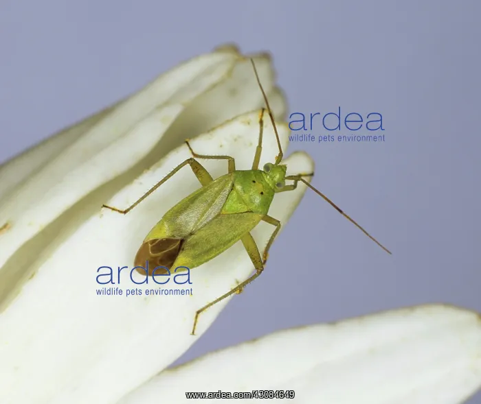 : Potato Capsid (Calocoris norvegicus) : Potato Capsid (Calocoris norvegicus)