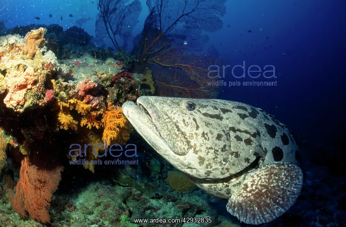 : Potato COD - close-up of face and fin with coral : Potato COD - close-up of face and fin with coral