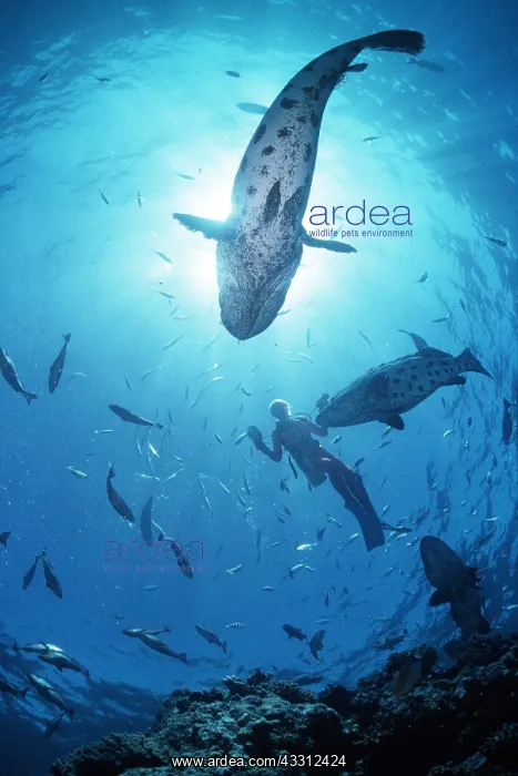 : POTATO COD - Cod Hole : POTATO COD - Cod Hole
