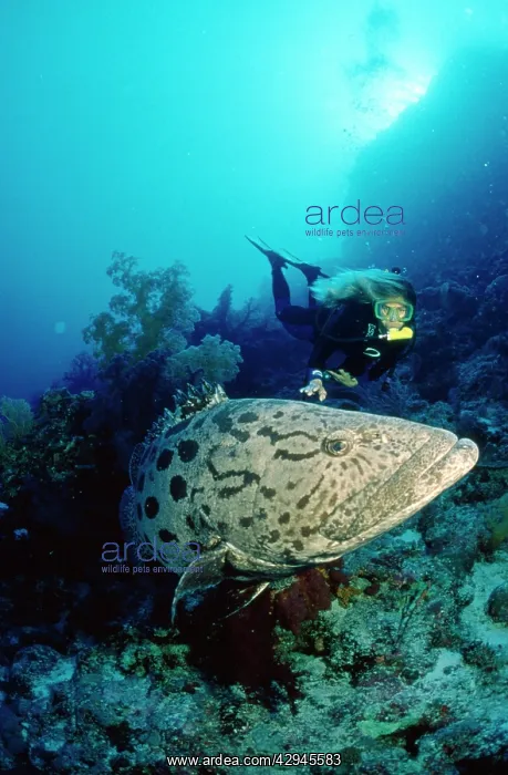 : Potato Cod - with diver : Potato Cod - with diver