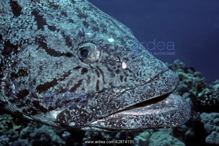 : Potato Cod - this fish are generaly found in family : Potato Cod - this fish are generaly found in family