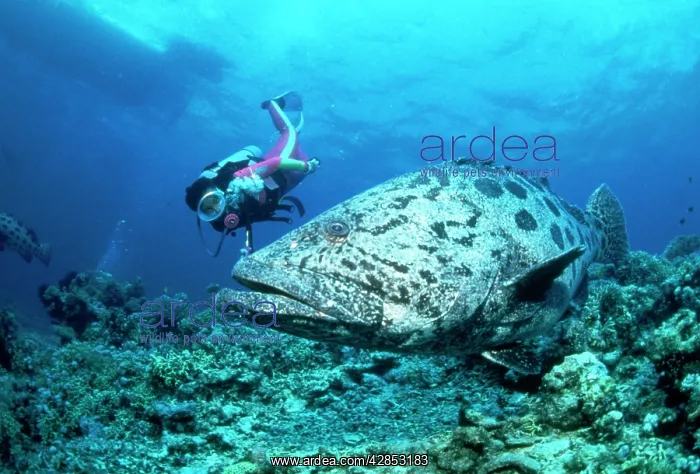 : Potato Cod / Giant Grouper - & diver : Potato Cod / Giant Grouper - & diver