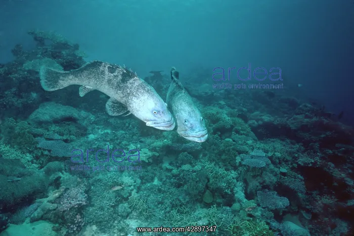 : Potato COD / Potato Grouper / Bass - courting pair : Potato COD / Potato Grouper / Bass - courting pair