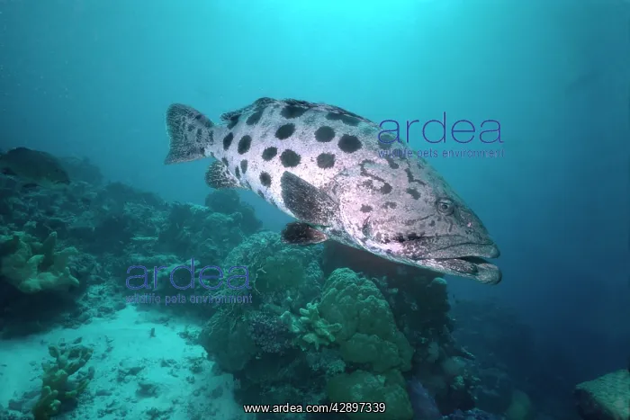 : Potato COD / Potato Grouper / Bass - hovers over : Potato COD / Potato Grouper / Bass - hovers over