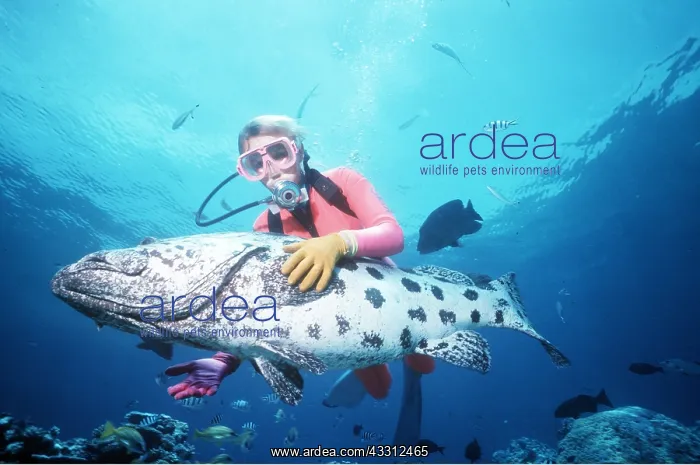 : POTATO COD - being touched by scuba diver : POTATO COD - being touched by scuba diver