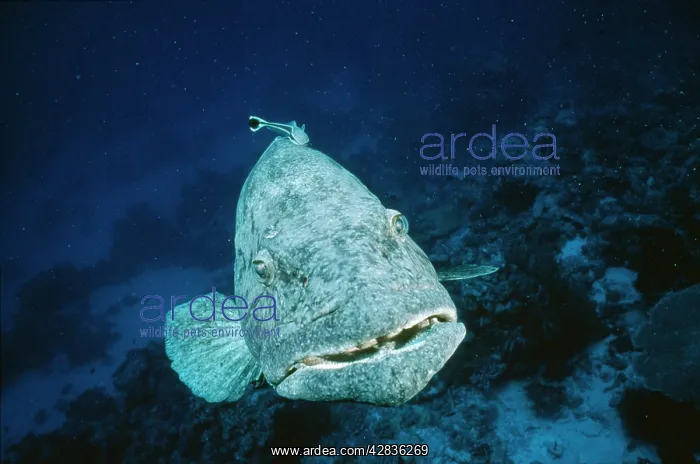 : Potato Cod - front view with remora : Potato Cod - front view with remora