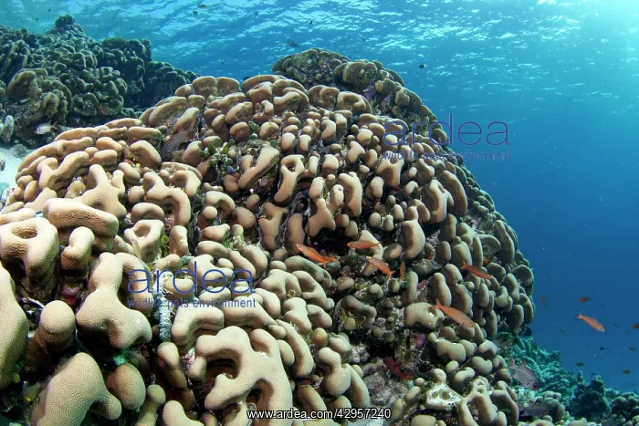 : Potato Coral : Potato Coral