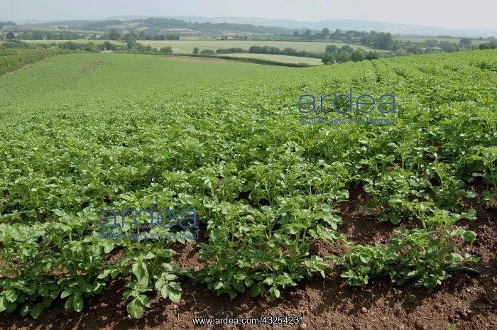 : Potato Crop : Potato Crop