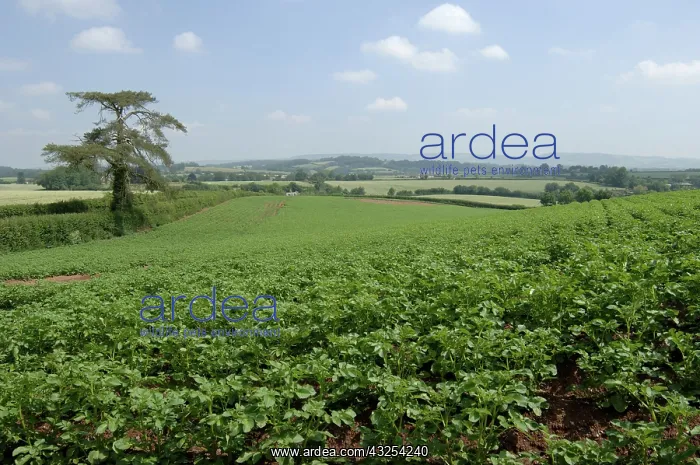  : Potato Crop