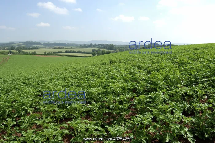 : Potato Crop : Potato Crop