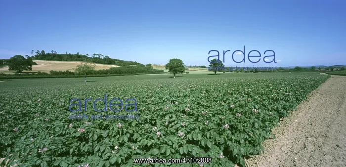 : Potato crop in flower : Potato crop in flower