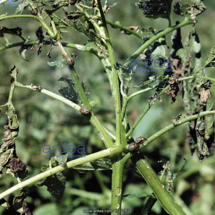 : Potato damaged by Colorado potato beetles : Potato damaged by Colorado potato beetles