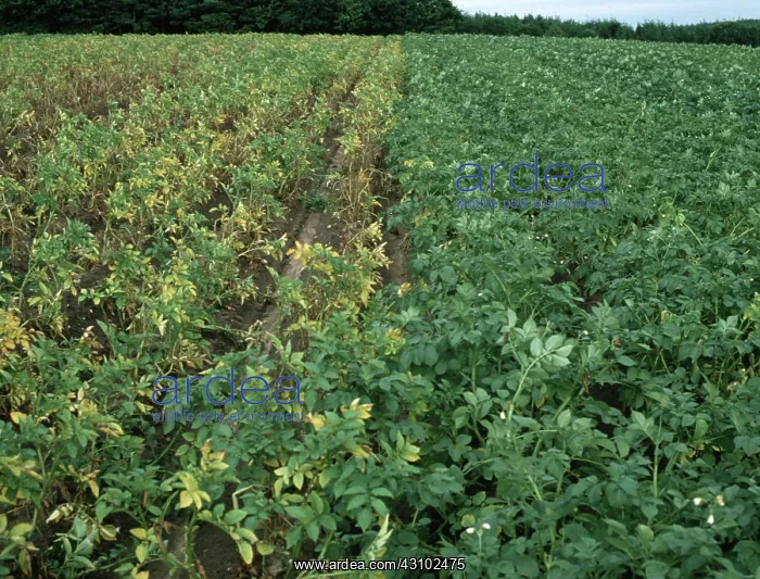 : Potato Disease Resistance : Potato Disease Resistance
