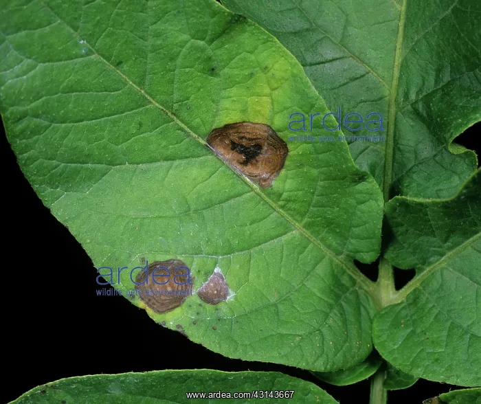 : Potato early blight (Alternaria alternata) : Potato early blight (Alternaria alternata)