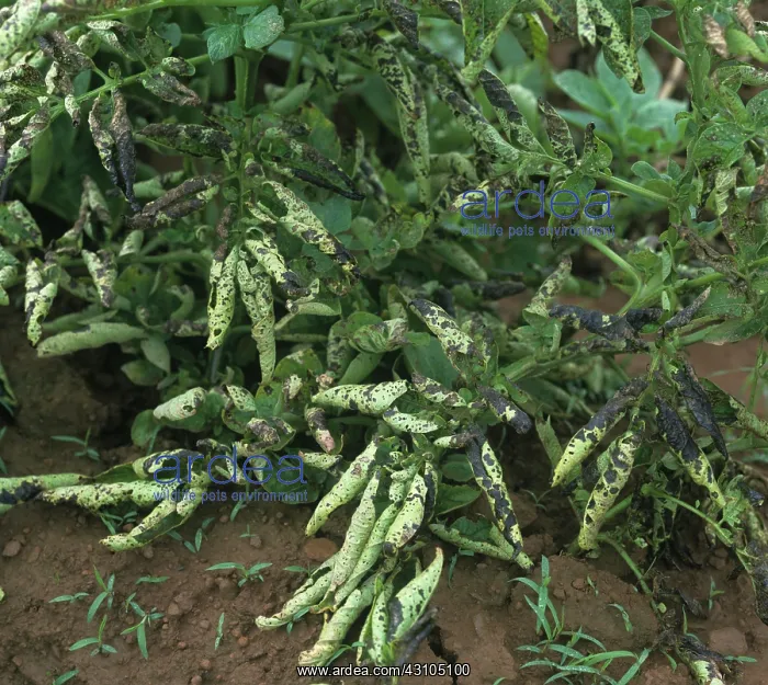 : Potato early blight and leaf roll virus : Potato early blight and leaf roll virus