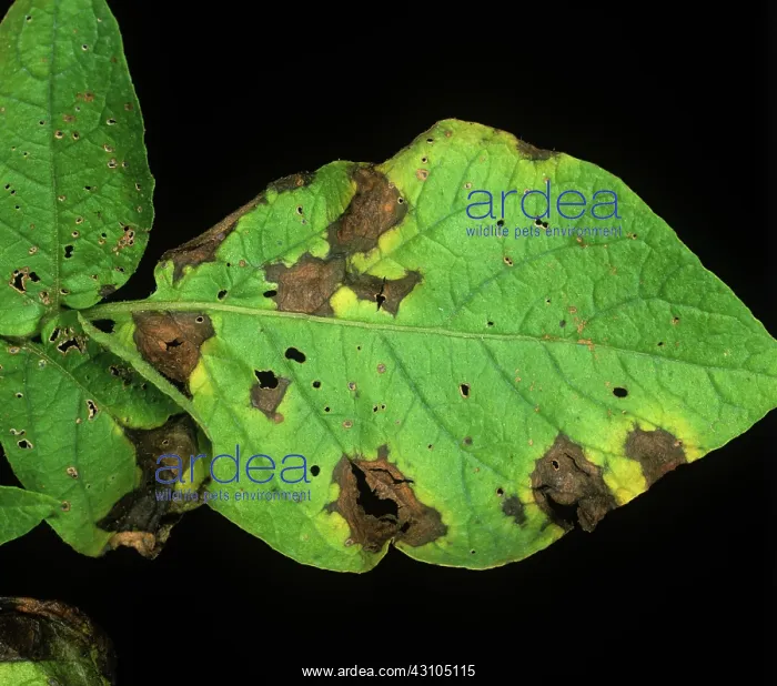 : Potato early blight lesions : Potato early blight lesions