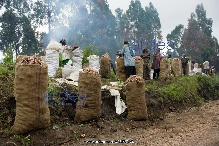  : Potato farmers waiting for collectors
