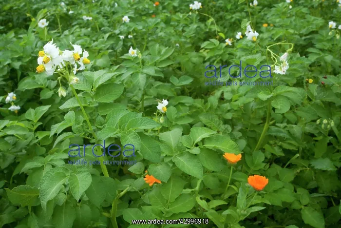 : Potato - field of blooming Potatoes in summer : Potato - field of blooming Potatoes in summer