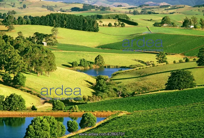 : Potato fields South Gippsland : Potato fields South Gippsland
