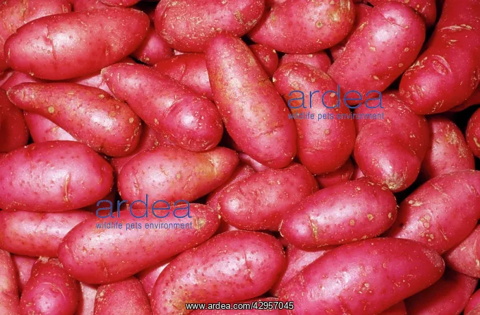  : Potato - Fingerling - Red Thumb variety