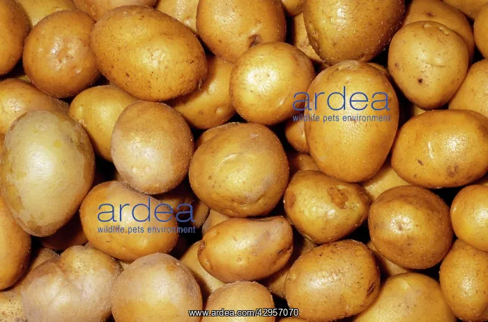 : Potato - German Butterball variety : Potato - German Butterball variety