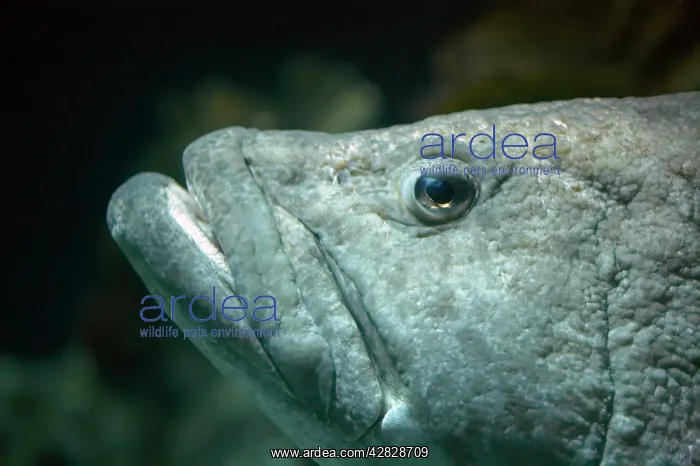  : Potato Grouper