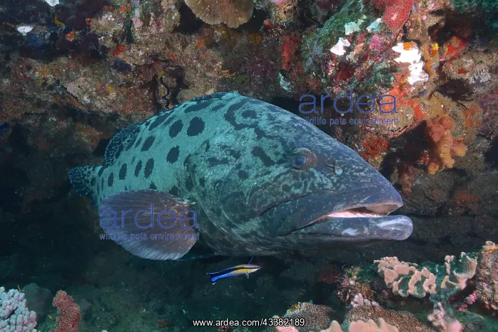 : Potato grouper (Epinephelus tukula) and cleaner : Potato grouper (Epinephelus tukula) and cleaner