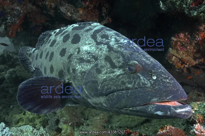 : Potato grouper (Epinephelus tukula) with open mouth : Potato grouper (Epinephelus tukula) with open mouth