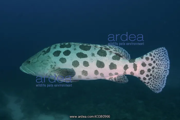 : Potato grouper (Epinephelus tukula), Sodwana Bay : Potato grouper (Epinephelus tukula), Sodwana Bay