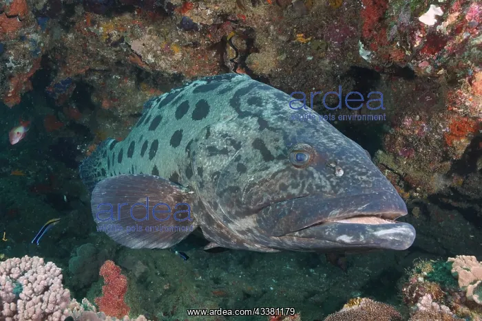 : Potato grouper (Epinephelus tukula), Sodwana Bay : Potato grouper (Epinephelus tukula), Sodwana Bay