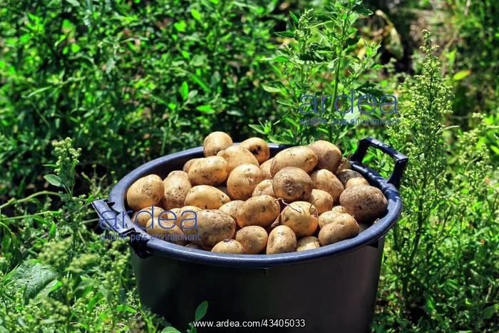 : Potato harvest, freshly harvested potatoes in a : Potato harvest, freshly harvested potatoes in a