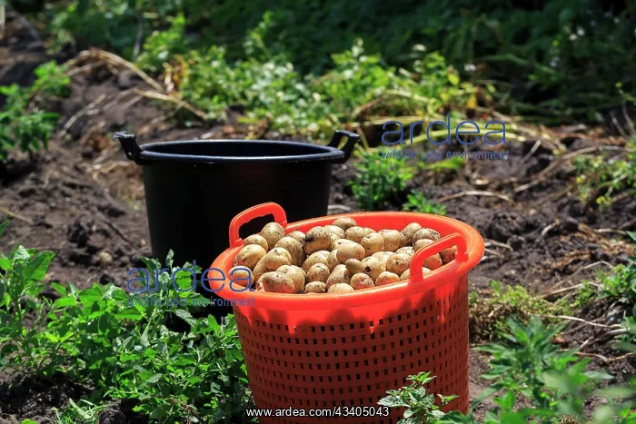 : Potato harvest, freshly harvested potatoes in a : Potato harvest, freshly harvested potatoes in a