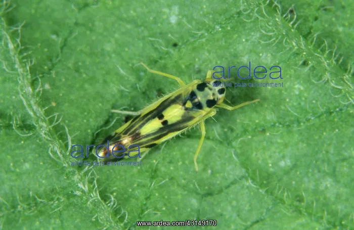: Potato leafhopper : Potato leafhopper