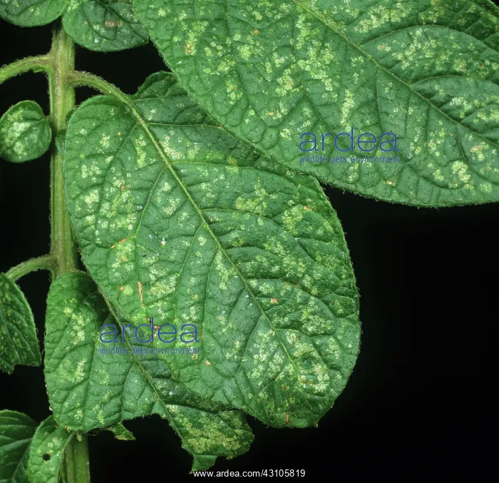 : Potato leafhopper damage : Potato leafhopper damage