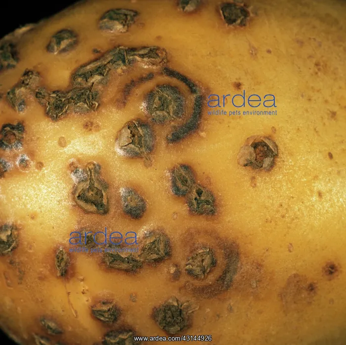 : Potato mop top virus lesions : Potato mop top virus lesions