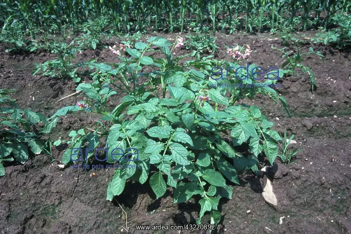 : Potato plant : Potato plant