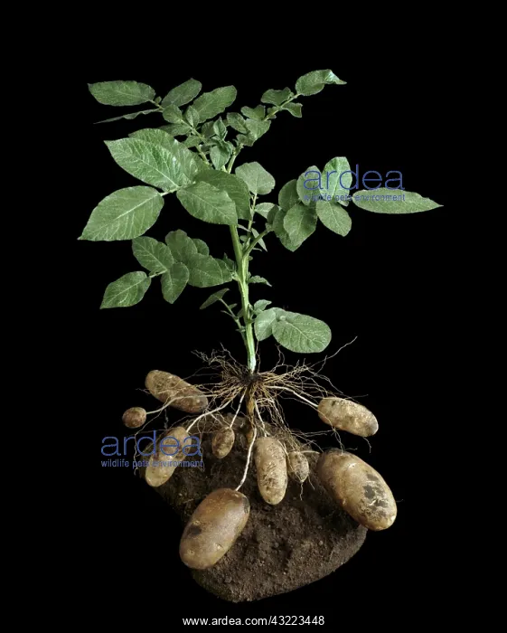 : Potato plant : Potato plant