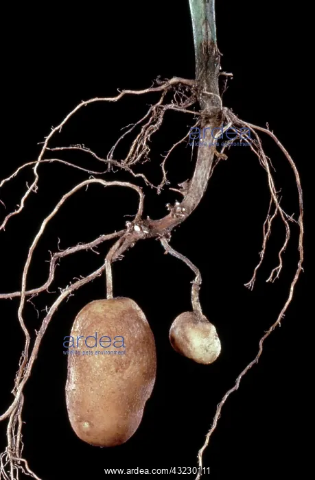 : Potato Plant : Potato Plant