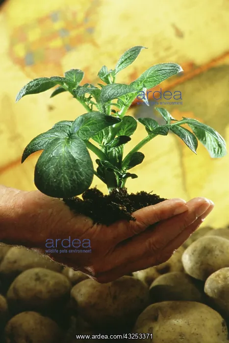 : Potato plant : Potato plant