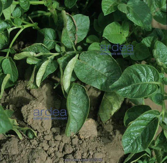 : Potato plant with leaf roll virus : Potato plant with leaf roll virus