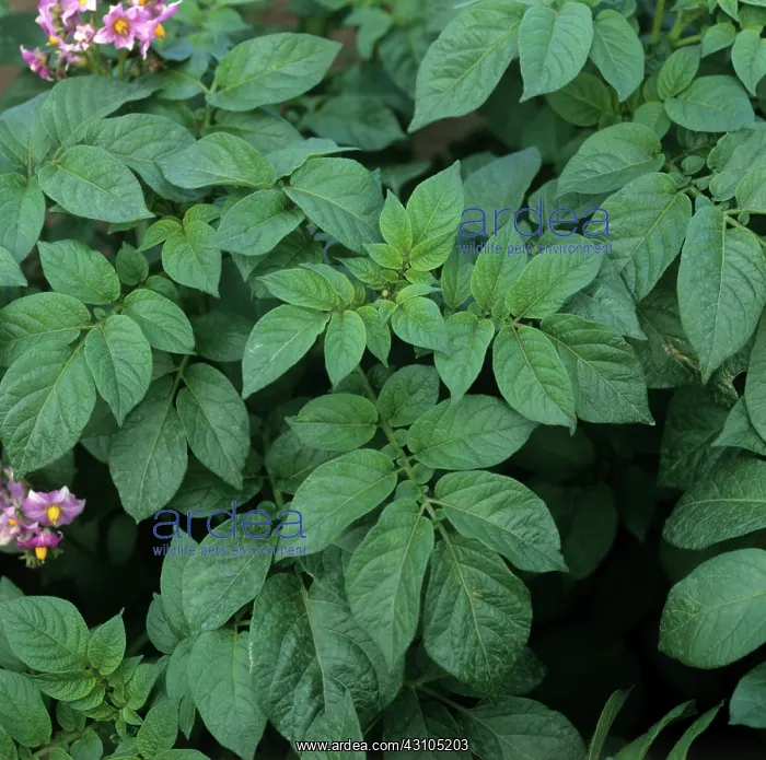 : Potato plant with potato virus X : Potato plant with potato virus X