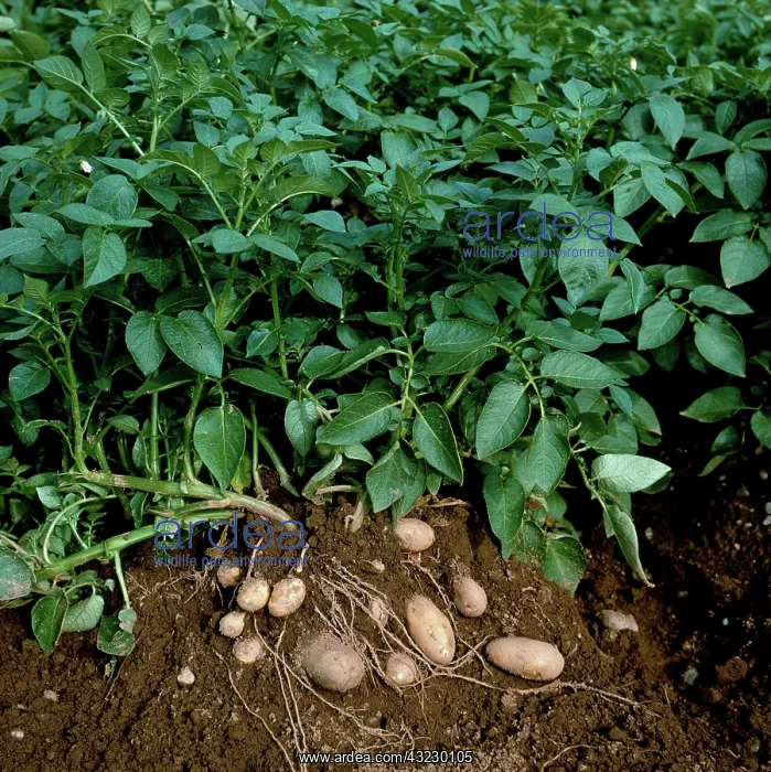 : Potato Plant with Tubers Exposed : Potato Plant with Tubers Exposed