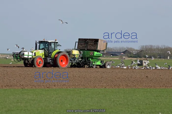 : Potato Planting Machine Island of Texel, Holland, Europe : Potato Planting Machine Island of Texel, Holland, Europe