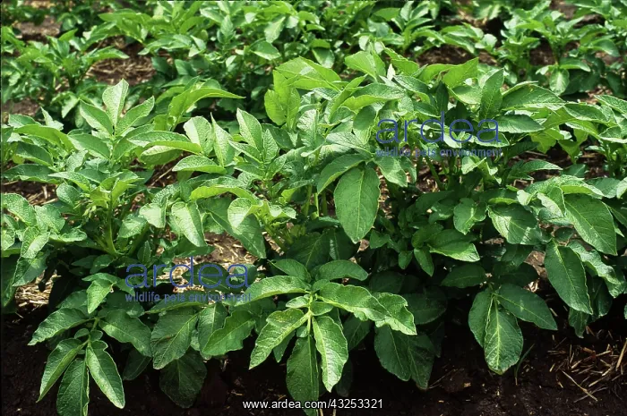 : Potato Plants : Potato Plants
