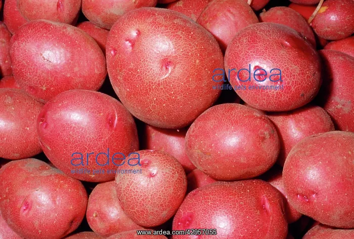  : Potato - Red